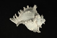 藏品(大千手螺)的圖片